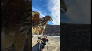 Harris Hawk Training falconry [upl. by Slotnick530]