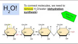 Dehydration Synthesis amp Hydrolysis Notes [upl. by Moclam]