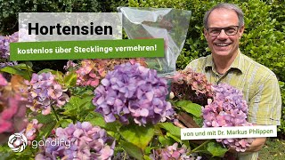 Hortensien  kostenlos über Stecklinge vermehren Bauernhortensien Hydrangea  gardify tipps [upl. by Remat837]