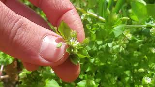 The Weed Every Garden Should Have Plant Profile Chickweed [upl. by Ylrrad]