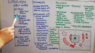 Physiology lecture 9  The nucleus made easy  Nuclear membrane  nucleolus  nucleoplasm [upl. by Genevieve350]