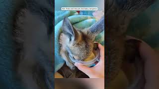 Man finds and rescues lost baby kangaroo kangaroo babykangaroo short [upl. by Strephonn]