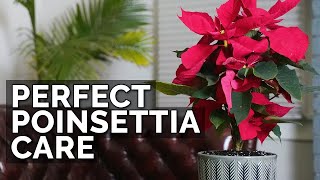 How to Care For Poinsettias And Make Them Bloom Next Year [upl. by Adnamahs344]