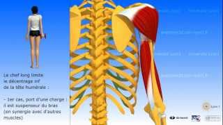 Muscle triceps brachial [upl. by Coppinger939]