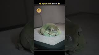 எப்படி இந்த தவளையால இவ்ளோ பெருசா வளர முடிஞ்சது  Dumpy Frog  Animal Voiceover Tamil [upl. by Carlton]