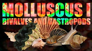 Mollusca I  Bivalves and Gastropods [upl. by Eustis]