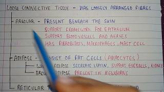 Loose connective tissues  areolar tissue location  adipose tissue location  reticular tissues [upl. by Eniamreg]