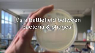 Battlefield between phages and bacteria [upl. by Ayeka]