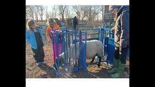 Sydell Complete Cage with Auto Head Gate for Sheep and Goats [upl. by Hamner]