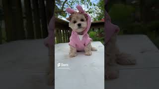 Luna’s Bunny Audition Part 1 She Brings Me Joy Morkie Puppy Sweet Fur Baby [upl. by Assel]