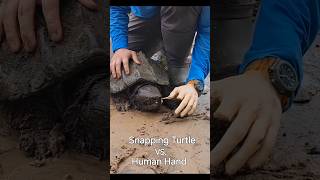 Snapping Turtle vs Human Hand [upl. by Ielerol]