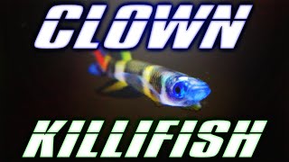 Clown Killifish Care Guide [upl. by Uol775]