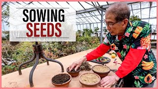 Growing Bonsai From Seeds How to Sow [upl. by Odlo24]