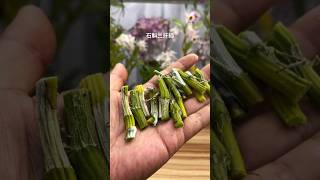 propagation dendrobium orchid plant from cutting branches short [upl. by Stiegler]