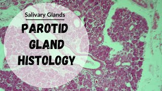 Parotid Gland  Histology of Salivary Glands [upl. by Gnivri]