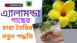 এ্যালামন্ডা গাছের চারা তৈরির নতুন পদ্ধতিঅলকানন্দা ফুলAllamanda plant propagation [upl. by Octave773]