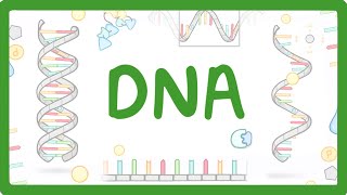 GCSE Biology  What is DNA Structure and Function of DNA 65 [upl. by Enaamuj96]