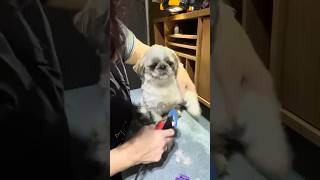 Grooming my 3 Shih tzu dogs see how cute they are on the new full length video [upl. by Calvin]