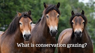 What is conservation grazing [upl. by Eanwahs]