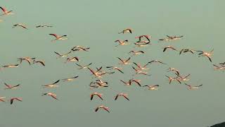 SOUTH AFRICA amp NAMIBIA  Amazing Wild Animals [upl. by Anselmi]