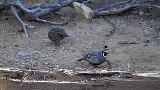 Quail in the Yard [upl. by Adnaloy816]