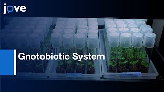 Gnotobiotic System to Study Phyllosphere and in Vegetable Fermentation  Protocol Preview [upl. by Lilaj975]