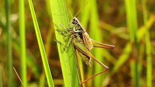 Sound of Grasshoppers  Stridulation [upl. by Tychon]