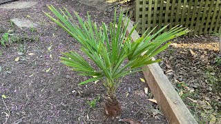 Trachycarpus takil  The Hardiest Trachycarpus Species and Hardiest Trunking Palm [upl. by Dahs]