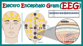 Electroencephalography EEG  How EEG test works  What conditions can an EEG diagnose  Animated [upl. by Ojeitak842]