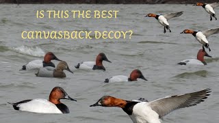 CANVASBACK DECOY REVIEW Is Final Approach the new KING in diver decoys [upl. by Esinaej434]