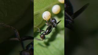 Egg parasitoid wasp trending viral agriculture butterfly wasp [upl. by Merrie]