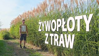 Żywopłoty z traw ozdobnych [upl. by Naraj]