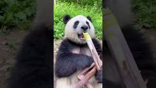 Haw the Panda eating animal nature mountains [upl. by Ummersen]