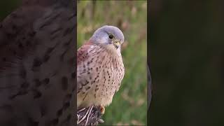 Kestrel hunting short birds wildlife ramsgate nature [upl. by Monteith]