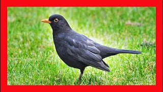 Eurasian Blackbird Song Eurasian Blackbird Call Eurasian Blackbird Sound Eurasian Blackbird Voice [upl. by Queridas]