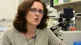 Bone marrow inflammation leads to leukemia [upl. by Antonetta]