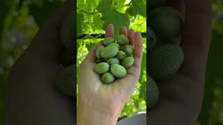 Cucumelon Fruit Harvesting From Farm 🍐 fruit cucamelon shorts short [upl. by Akienat]