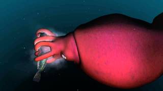 Mysterious world of the colossal squid [upl. by Chariot]