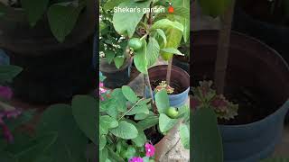 TaiwanPinkGuava maadithottam terracegarden gardening gardenideas guava [upl. by Suoirad]