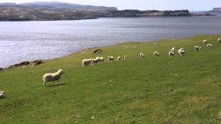 Scotland Border Collie Sheep Herding [upl. by Carpio218]