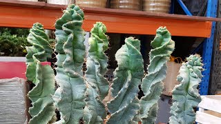 Cereus Forbesii Spiralis  Spiral Cactus [upl. by Gustav]