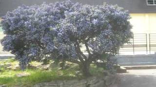 California Lilac Trees on Salt Spring Island [upl. by Eynaffit508]