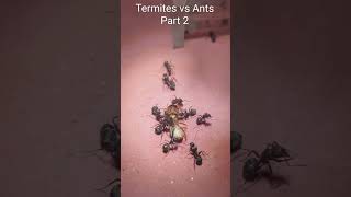 Termites vs Ants nature insects ants war termites [upl. by Nannerb544]