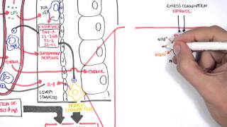 Alcohol Physiology ethanol metabolism and biochemistry [upl. by Novyar318]