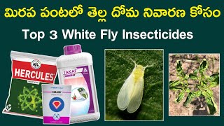 top3 whitefly control insecticides in chilli  Hercules manik takaf insecticide usein chilli [upl. by Jarrow]