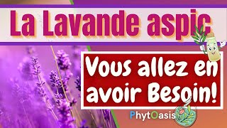 Brûlure Piqûre Douleurs et infections comment utiliser lHuile Essentielle de Lavande Aspic [upl. by Ennail]