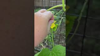 Hand Pollinating a Cucumber [upl. by Yttel]