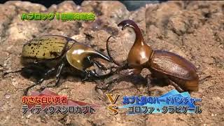 Rhino beetle war competitions What is the strongest rhino beetle [upl. by Luthanen]