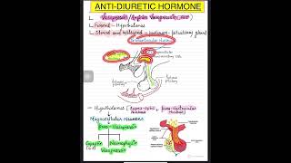 VasopressinAntidiuretic hormoneADH part1 anatomy physiology shorts nucleus hypothalamus [upl. by Anikas]