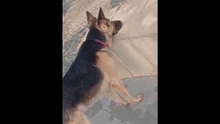 my cute dog 🐶 lovely dog 🐶 sweet dog 🐕 funny video  comedy dog  nice dog p dogbreed smart [upl. by Rollo]